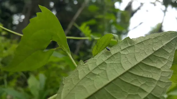 stock image Phintella bifurcilinea is a species of spider belonging to the family Salticidae. This species is also part of the genus Phintella and the order Araneae. Found in China, Korea, Vietnam, Japan.