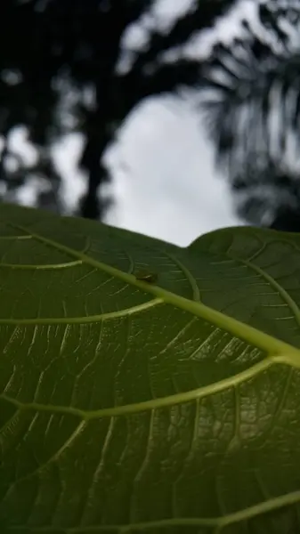 stock image Green Rounded Planthopper perches on a textured plant leaf. This odd little planthopper is known from Sumatra and Java (west&central). They are about 4 mm and jump away when you get closer too fast.