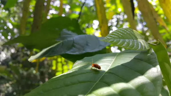 stock image Aulacophora foveicollis, the red pumpkin beetle, is a species of beetle in the family Chrysomelidae. It is a foliar pest of members of the Cucurbitaceae. It is also a pest of millets in India. Animals