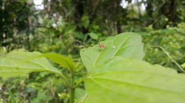 Dictyophara, Dictyopharidae familyasına ait diktyofaridae ve Dictyopharini kabilesine ait bir bitki türü. Planthopper Nymph, kırmızı ağaç zıpzıp perisi, Pandanus planthopper.