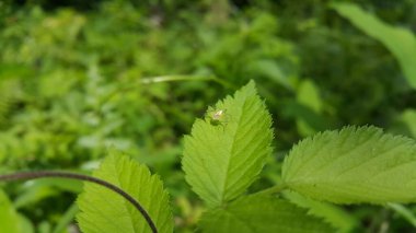 Genellikle yeşil olan Peucetia viridans bazen sarıya dönüşebilir. Bu örümcek böcekleri avlar ve avını bekleyen bir avcı olarak bilinir. Çizgili vaşak, Oxyopidae, Telamonia dimidiata.