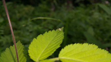 Genellikle yeşil olan Peucetia viridans bazen sarıya dönüşebilir. Bu örümcek böcekleri avlar ve avını bekleyen bir avcı olarak bilinir. Çizgili vaşak, Oxyopidae, Telamonia dimidiata.