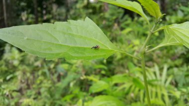 Apple maggots land on green leaves.Rhagoletis pomonella, also known as the railroad worm, also called railroad worm, is a species of fruit fly, and a pest of several types of fruits, especially apples clipart