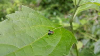 Elma kurtçukları yeşil yapraklara konurlar. Rhagoletis pomonella, demiryolu solucanı olarak da bilinir, meyve sineğinin bir türüdür.