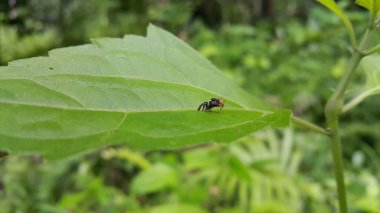 Elma kurtçukları yeşil yapraklara konurlar. Rhagoletis pomonella, demiryolu solucanı olarak da bilinir, meyve sineğinin bir türüdür.