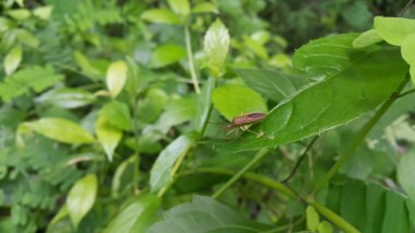 Anisoscelis marginellus, Coreidae familyasından bir yaprak ayaklı böcek türü. Riptortus Linearis, Lupine Bug, Genus Mozena, Slender Rice Bug, Anisoscelis luridus, Riptortus dentipes. Ormanda vuruldu..
