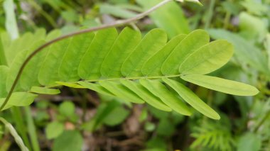 Anrus kantoniensis duvar kağıdı dağlarda çekildi. Saga sarmaşığı (Abrus precatorius) betel yaprakları ile birleştirildiğinde antisprue tıbbi bir bitkidir ve Asya ülkelerinde popülerdir..