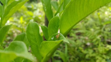 İki çizgili atlayıcı veya Telamonia dimidiata, çeşitli Asya tropikal yağmur ormanlarında ağaçlık alanlarda bulunan bir atlama örümceğidir. Singapur, Endonezya, Pakistan, İran, Hindistan, Butan