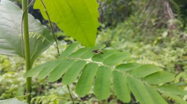 Uçan böcekler yaprakların üzerine inerler. Ormanda vurulmuş. Odaklanamadım..