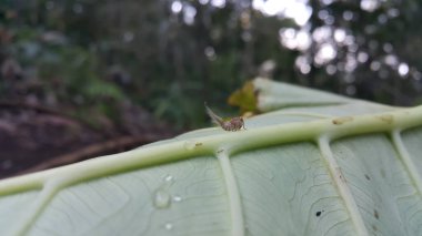 Küçük planthopper perisi uzun kuyruğu. Scolypopa australis, Ricaniidae familyasından bir böcek türü olup, mikro ağaç kesicidir. Fulgoromorpha.