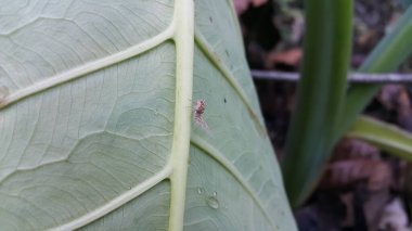 The tiny planthopper nymph long tail. Scolypopa australis, commonly known as the passionvine hopper, is a species of insect in the Ricaniidae family of planthoppers , micro treehopper. Fulgoromorpha. clipart