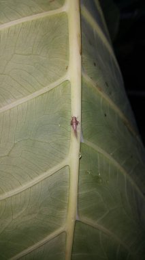 Küçük planthopper perisi uzun kuyruğu. Scolypopa australis, Ricaniidae familyasından bir böcek türü olup, mikro ağaç kesicidir. Fulgoromorpha.