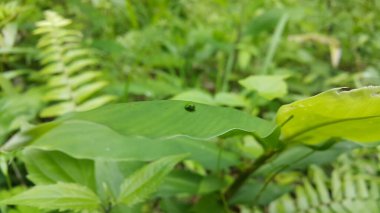 Yeşil yuvarlak Issid Bitkisi bir yaprağa tünemişti. Bu garip küçük planthopper Sumatra ve Java 'dan (batı & merkez) bilinmektedir. 4 mm civarındalar ve çok hızlı yaklaştığında sıçrıyorlar..