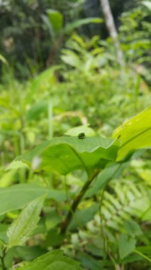 Yeşil yuvarlak Issid Bitkisi bir yaprağa tünemişti. Bu garip küçük planthopper Sumatra ve Java 'dan (batı & merkez) bilinmektedir. 4 mm civarındalar ve çok hızlı yaklaştığında sıçrıyorlar..