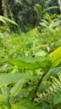 Yeşil yuvarlak Issid Bitkisi bir yaprağa tünemişti. Bu garip küçük planthopper Sumatra ve Java 'dan (batı & merkez) bilinmektedir. 4 mm civarındalar ve çok hızlı yaklaştığında sıçrıyorlar..