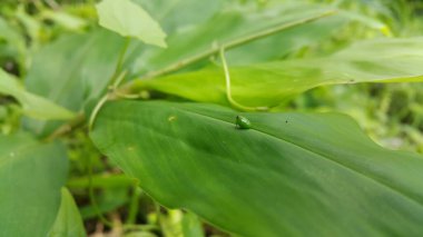 Yeşil yuvarlak Issid Bitkisi bir yaprağa tünemişti. Bu garip küçük planthopper Sumatra ve Java 'dan (batı & merkez) bilinmektedir. 4 mm civarındalar ve çok hızlı yaklaştığında sıçrıyorlar..