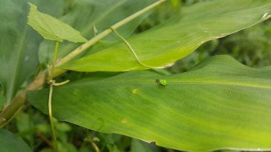 Yeşil yuvarlak Issid Bitkisi bir yaprağa tünemişti. Bu garip küçük planthopper Sumatra ve Java 'dan (batı & merkez) bilinmektedir. 4 mm civarındalar ve çok hızlı yaklaştığında sıçrıyorlar..