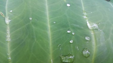 Su damlası ile taze yeşil yaprak, gevşeme doğa konsepti. Ormanda vurulmuş. Doğa Duvar Kağıdı.