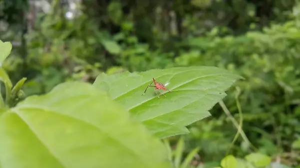 stock image Dictyophara is the type genus of planthoppers belonging to the family Dictyopharidae and tribe Dictyopharini, containing five subgenera. Planthopper Nymph, red treehopper nymph, Pandanus planthopper.