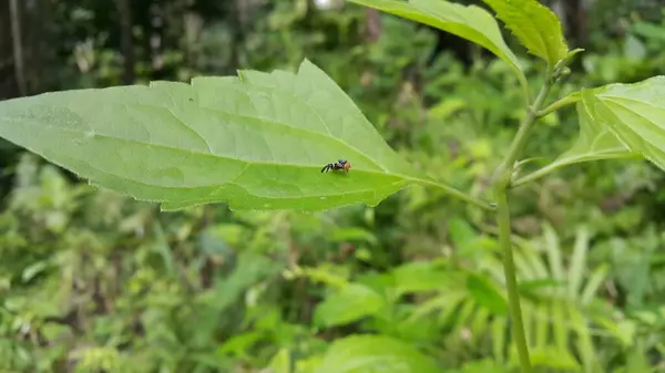 stock image Apple maggots land on green leaves.Rhagoletis pomonella, also known as the railroad worm, also called railroad worm, is a species of fruit fly, and a pest of several types of fruits, especially apples