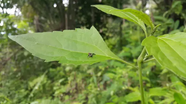 stock image Apple maggots land on green leaves.Rhagoletis pomonella, also known as the railroad worm, also called railroad worm, is a species of fruit fly, and a pest of several types of fruits, especially apples