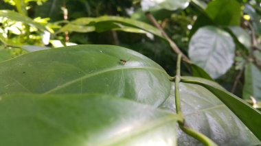 Loboscelidiinae adalah subfamili kecil kuwon dalam famili Chrysididae. Lepuh daun Sawfly, Phylacteophaga Froggatti, Phanerotoma iki ea, casuslar Braconid Wasp Bracon, Asobara Frster.