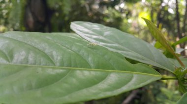 İris polistiktika, Orta Asya, Kafkasya, Ukrayna, Güney Sibirya, Çin ve Moğolistan 'da bulunan bir peygamberdevesi türüdür. Bebek peygamber devesi, Empusa pennicornis, Stagmomantis carolina.
