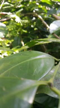 Loboscelidiinae adalah subfamili kecil kuwon dalam famili Chrysididae. Lepuh daun Sawfly, Phylacteophaga Froggatti, Phanerotoma iki ea, casuslar Braconid Wasp Bracon, Asobara Frster.