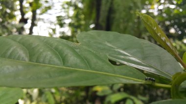İris polistiktika, Orta Asya, Kafkasya, Ukrayna, Güney Sibirya, Çin ve Moğolistan 'da bulunan bir peygamberdevesi türüdür. Bebek peygamber devesi, Empusa pennicornis, Stagmomantis carolina.