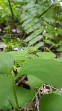 Rainieria antenleri, Micropezidae familyasından Kuzey Amerika 'da, Rocky Dağları' nın doğusunda bulunan bir sinek türü. 