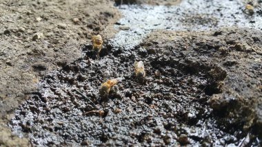 Arılar yaban arıları ve karıncalarla yakından ilişkili olan arılardır, tozlaşmadaki rolleriyle tanınırlar ve en bilinen arı türü olan batı bal arısı türünde bal üretmek için kullanılır. Apis melifera