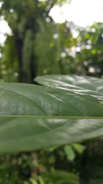 stock image Iris polystictica is a species of praying mantis found in Central Asia, Caucasus, southeastern Ukraine, southern Siberia, China, and Mongolia. Baby mantis, Empusa pennicornis, Stagmomantis carolina.