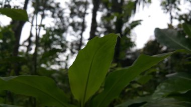 Güzel taze yeşil bir yaprak. Bitkinin güzel bir ifade yapısı var. Ormanda vurulmuş. Duvar Kağıdı, Arkaplan.