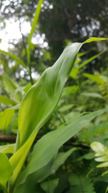 Güzel taze yeşil bir yaprak. Bitkinin güzel bir ifade yapısı var. Ormanda vurulmuş. Duvar Kağıdı, Arkaplan.