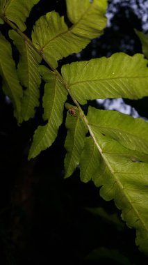 Zıplayan örümcek (Salticidae, Hyllus diardi). Asya 'dan gelen vahşi yaşam böceği. Pseudemathis trifida, Lurio conspicuus, Salticidae, ordo Araneae, phanias, Prostheclina pallida, Tutelina elegans.
