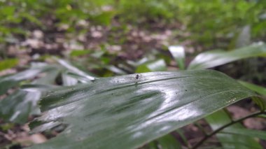 Ormanda bitki yaprakları üzerindeki küçük böcekler hedef alındı..