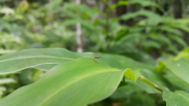 Güzel bir sinek, Homoneura trypetoptera bir yaprağın üzerinde dinleniyor. Diptera tarikatına aitler. Kalıplı kanatları ve kırmızı bileşik gözleri var. Lauxaniidae. Heleomyzinae, Dirioxa pornia.