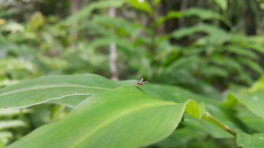 A beautiful fly , Homoneura trypetoptera resting on a leaf. They belong to the order diptera. They have patterned wings and red compound eyes. Lauxaniidae. Heleomyzinae, Dirioxa pornia. clipart