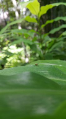 Güzel bir sinek, Homoneura trypetoptera bir yaprağın üzerinde dinleniyor. Diptera tarikatına aitler. Kalıplı kanatları ve kırmızı bileşik gözleri var. Lauxaniidae. Heleomyzinae, Dirioxa pornia.