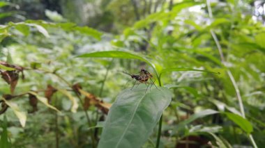 Kırmızı bacaklı soyguncu sinekler yeşil yaprakların üzerinde sevişirler. Hareketsiz Ayaklı Sinekler (Micropezidae) çiftleşmesi. Ormanda vurulmuş. Mimegralla albimana, Stilt-legs Flies Flies (Mikropezidae)