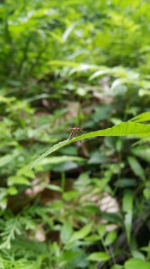 Mosquito Ochlerotatus punctor on green leaf. Ochlerotatus punctor is species of mosquito. Aedes riparius, mosquito - Ochlerotatus excrucians. A species of Aedes genus. Shot in jungle. clipart