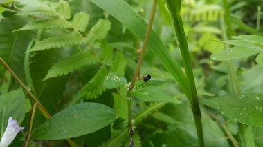 Euaresta bella, Tephritidae familyasından bir kuş türü. Tavuskuşu sineği, Platensina tetrica, Spathulina acroleuca, Neotephritis finis, Yaygın Ragweed Fruit Fly.