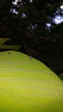 Polyrhachis dalışı, kuzey bölgeleriyle sınırlı olmalarına rağmen Güney Asya ve Avustralya 'dan gelen geniş kapsamlı bir karınca türüdür. Gümüş dikenli karınca, Iridomyrmex ataları, schlueteri.