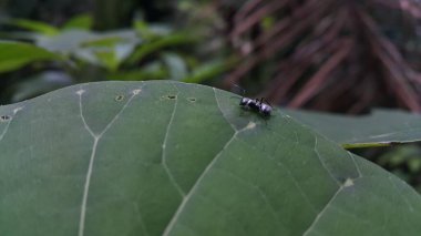 Polyrhachis dives is a wide-ranging species of ant from southern Asia and Australia, even though they are restricted to the northern territory. Silver spiny ant, Iridomyrmex anceps, schlueteri. clipart