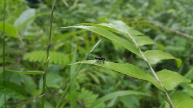 Siyah asker sineği yaprağın üzerine tünedi. Siyah Asker Sineği, bir asker sineği türü. Ormanda vurulmuş. Ayrıca Amerikan Asker Sineği olarak da bilinir. Hermetia hastalanıyor.