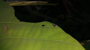 Polyrhachis dalışı, kuzey bölgeleriyle sınırlı olmalarına rağmen Güney Asya ve Avustralya 'dan gelen geniş kapsamlı bir karınca türüdür. Gümüş dikenli karınca, Iridomyrmex ataları, schlueteri.