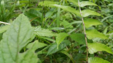 Siyah asker sineği yaprağın üzerine tünedi. Siyah Asker Sineği, bir asker sineği türü. Ormanda vurulmuş. Ayrıca Amerikan Asker Sineği olarak da bilinir. Hermetia hastalanıyor.