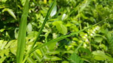Siyah asker sineği yaprağın üzerine tünedi. Siyah Asker Sineği, bir asker sineği türü. Ormanda vurulmuş. Ayrıca Amerikan Asker Sineği olarak da bilinir. Hermetia hastalanıyor.