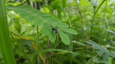 Spiny Sugar Ant (Polyrhachis dives) perched on a leaf. Polyrhachis dives Insect, Spiny Ant, Formicidae. Shot in jungle. clipart