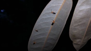 Photinus collustrans - a firefly or fire fly, lightning bug, glowworm an increasingly rare insect due to development and construction loss of habitat. Tribe Resthenini, Macromalthinus brasiliensis. clipart